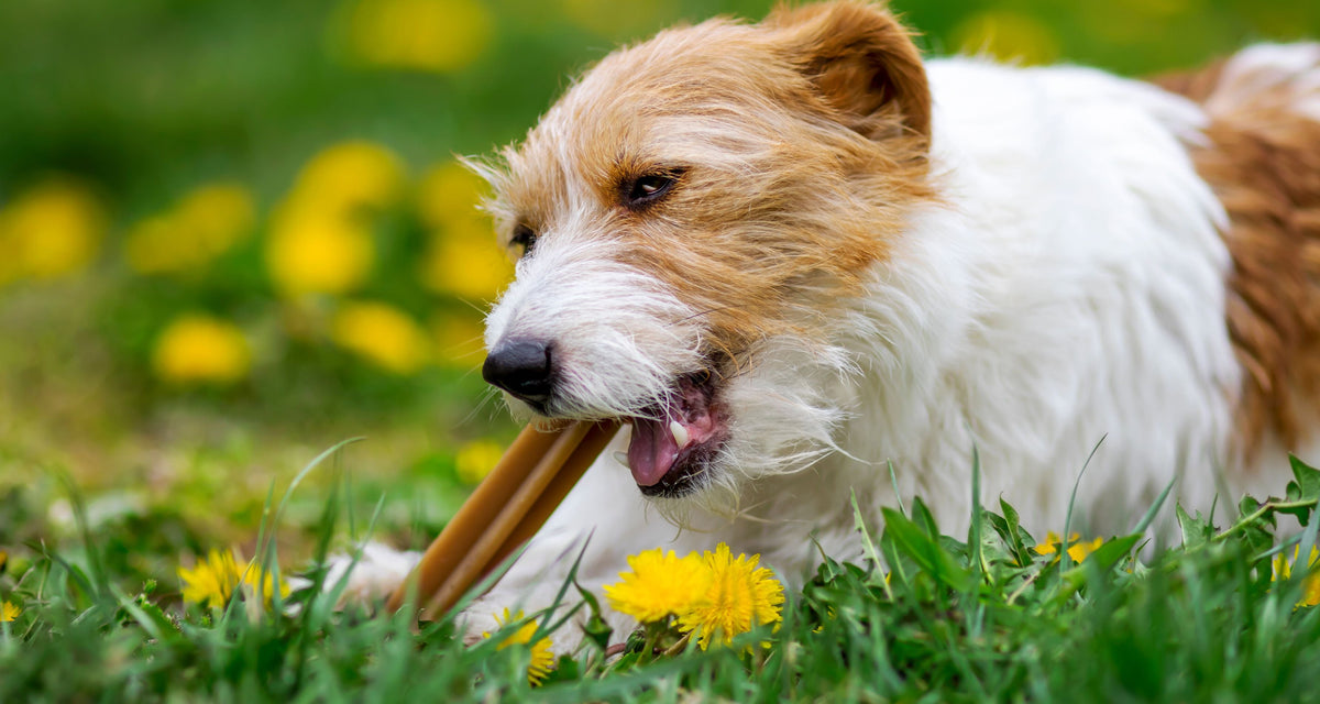 Best dog chews