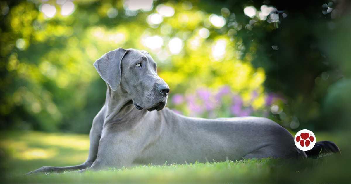 Grass Fed Organ Meat to Great Danes Paw Origins