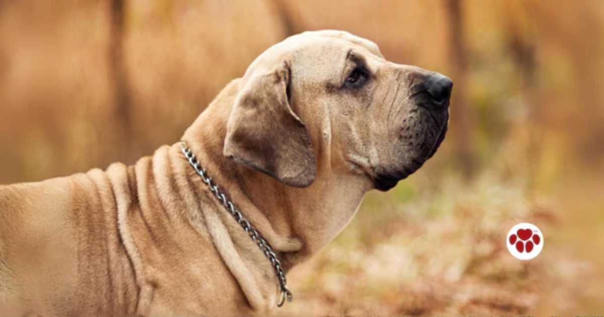 A senior dog needs the best nutritional supplement