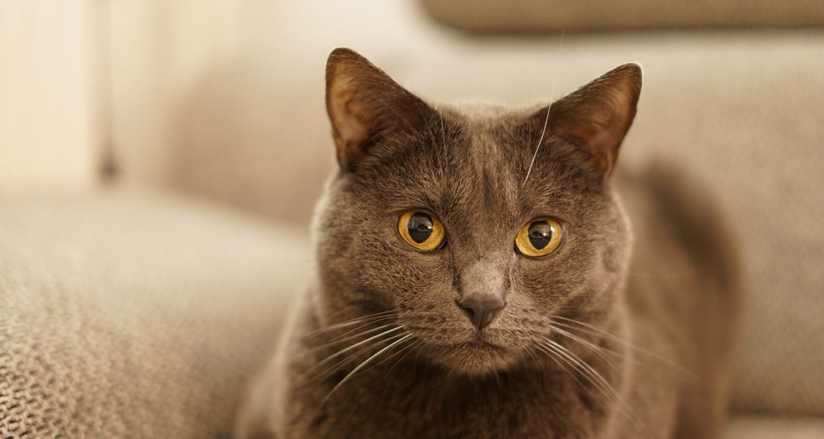 Calming Cat Treats |Best Ways to Reduce Anxiety (2025 Guide) – PawOrigins®