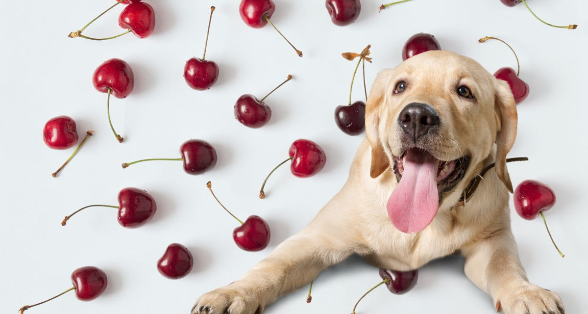 Can dogs eat cherries?