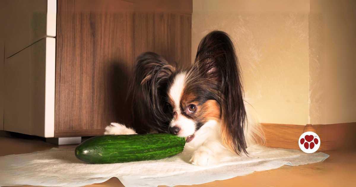 Is cucumber safe for dogs best sale