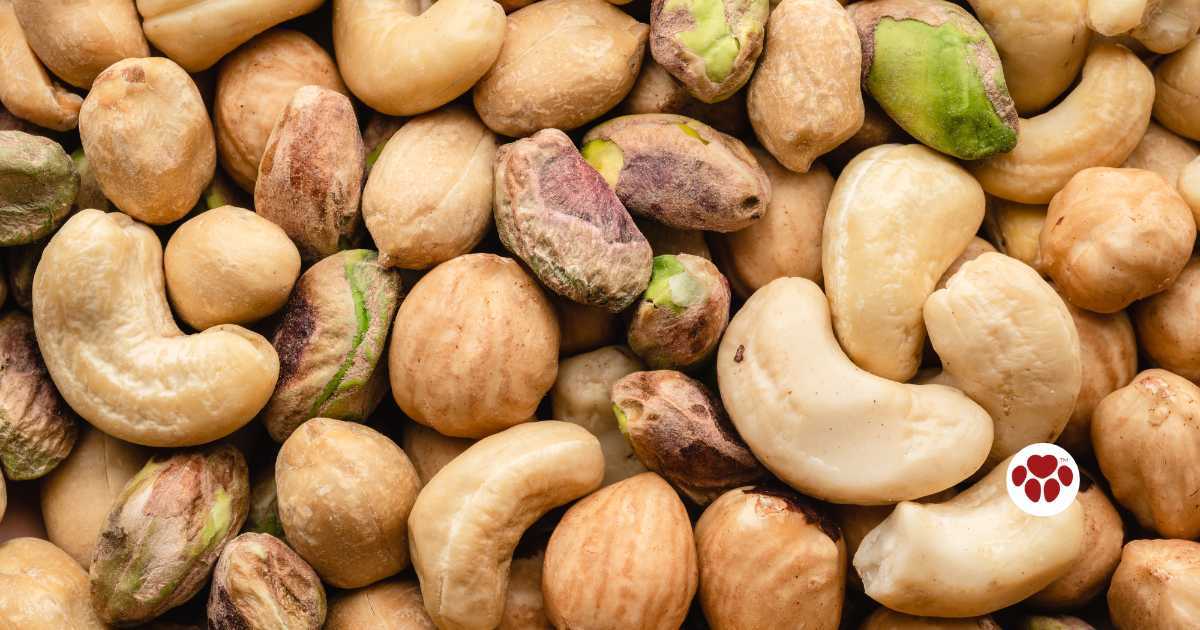 Can dogs eat nuts?