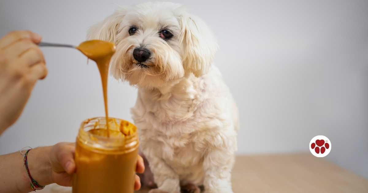 How much peanut butter can you give shops a dog