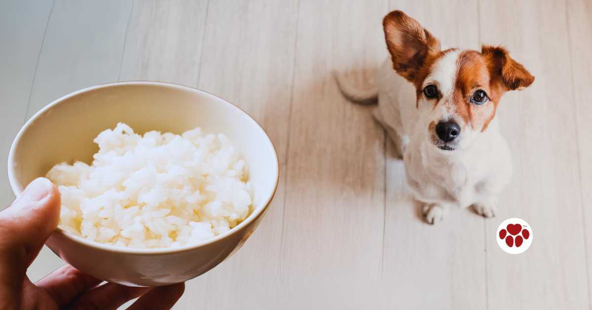 Can dogs eat rice?