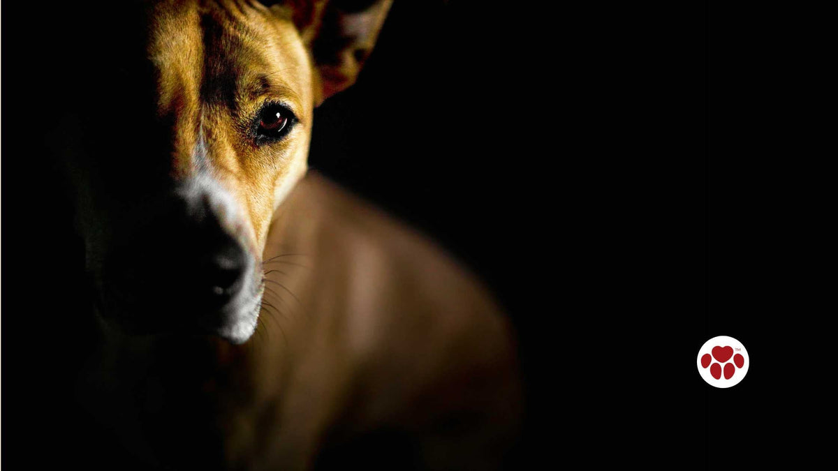 CBD for dog's with endocrine disorders