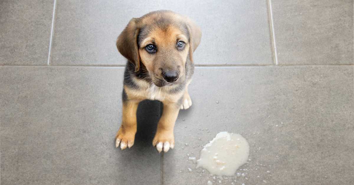 Effective Home Remedies for Dog Vomiting