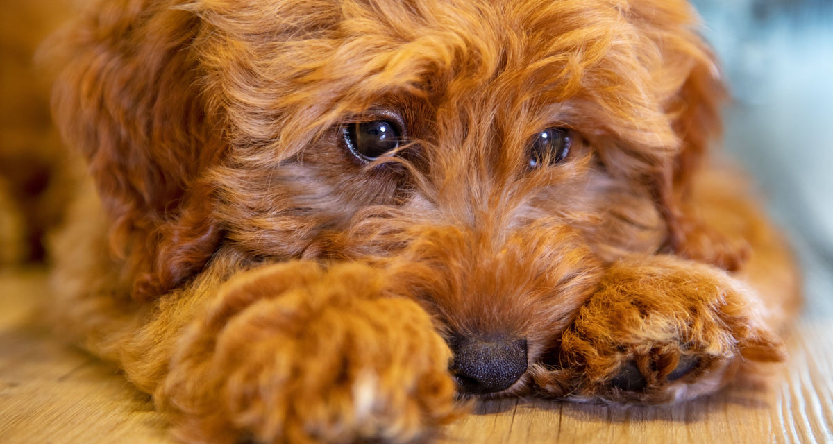 Dog Vulvar Dermatitis Home Remedies 10 Ways to Help Your Dog Feel