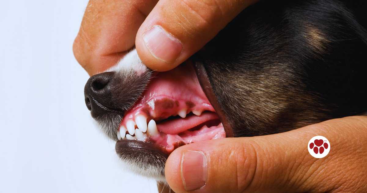 Meanings of dog gum colors