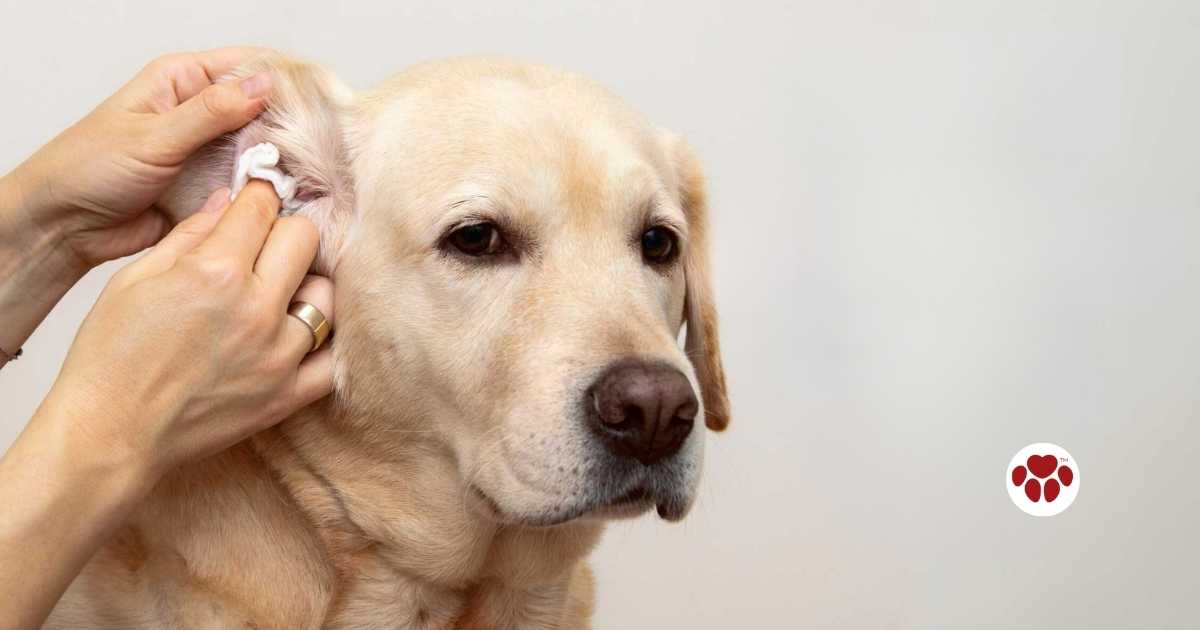 dog ear mite home remedy