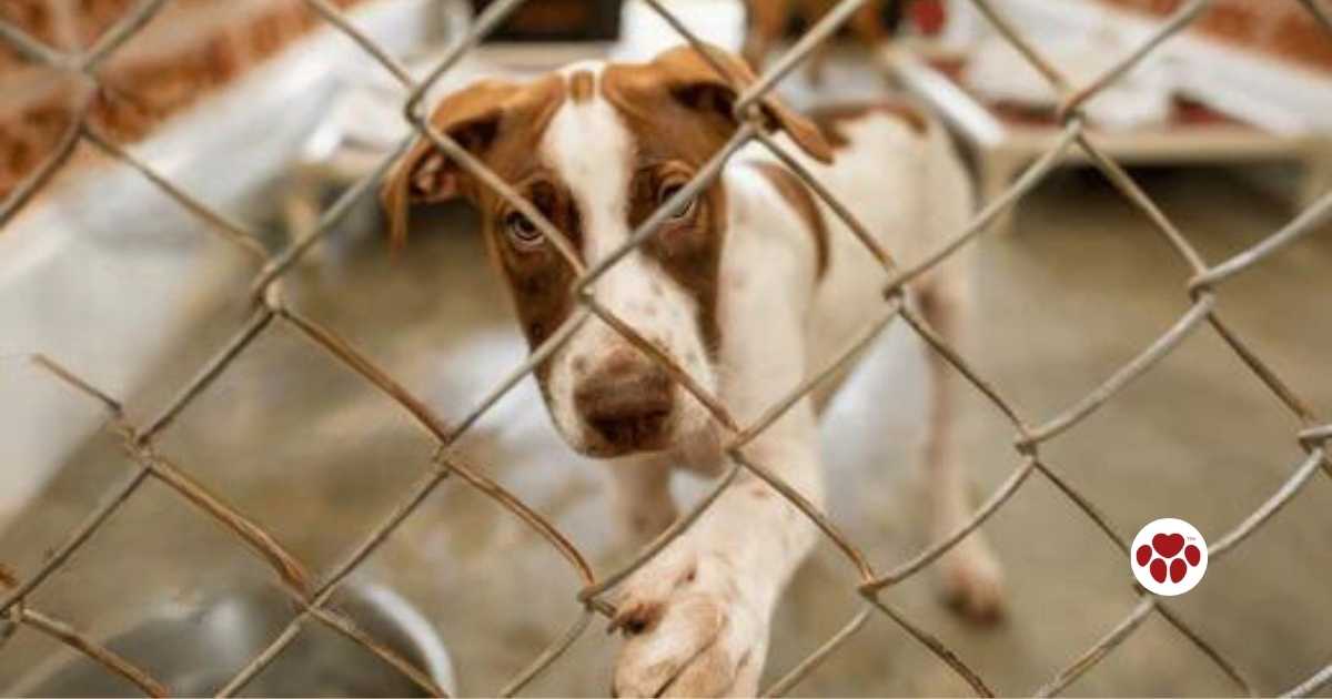 The use of CBD to help a rescue dog feel at home