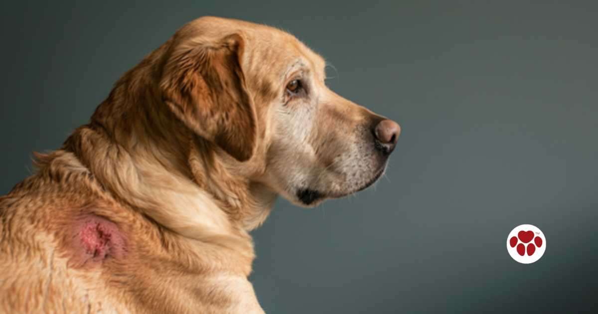 Hotspots in dogs