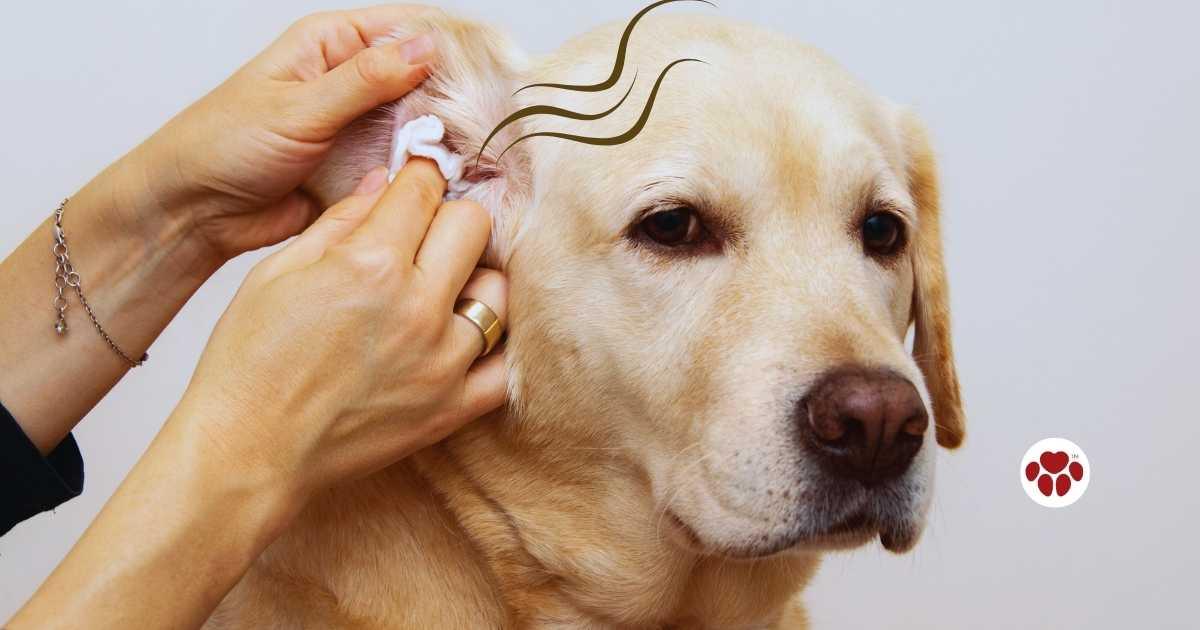 Packing dogs ears for infection best sale