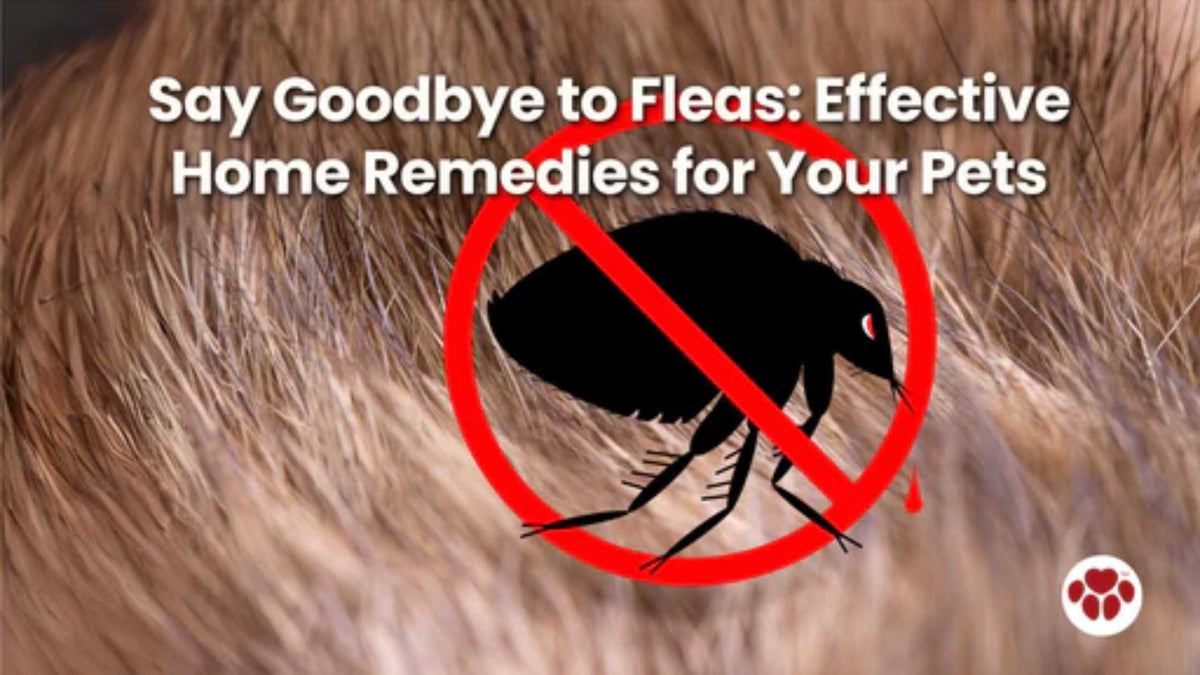 Home remedies to get rid of fleas in dogs