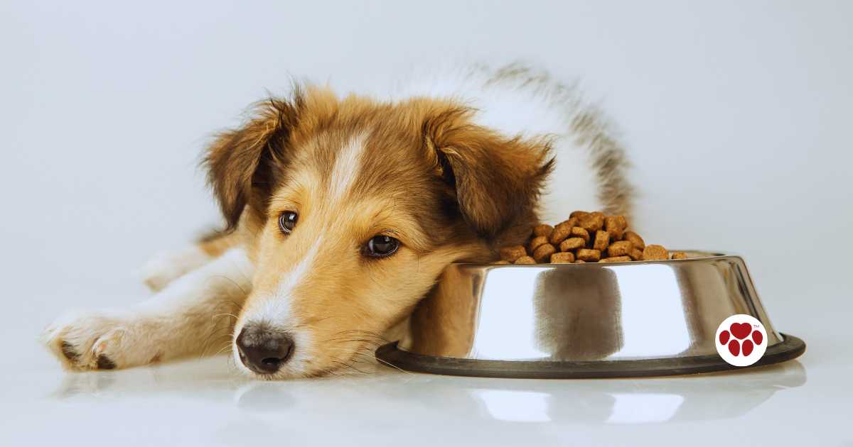 Ways to soothe a dog with upset stomach