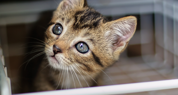 Health Benefits of Salmon Oil for Cats (2025 Guide) – Paw Origins