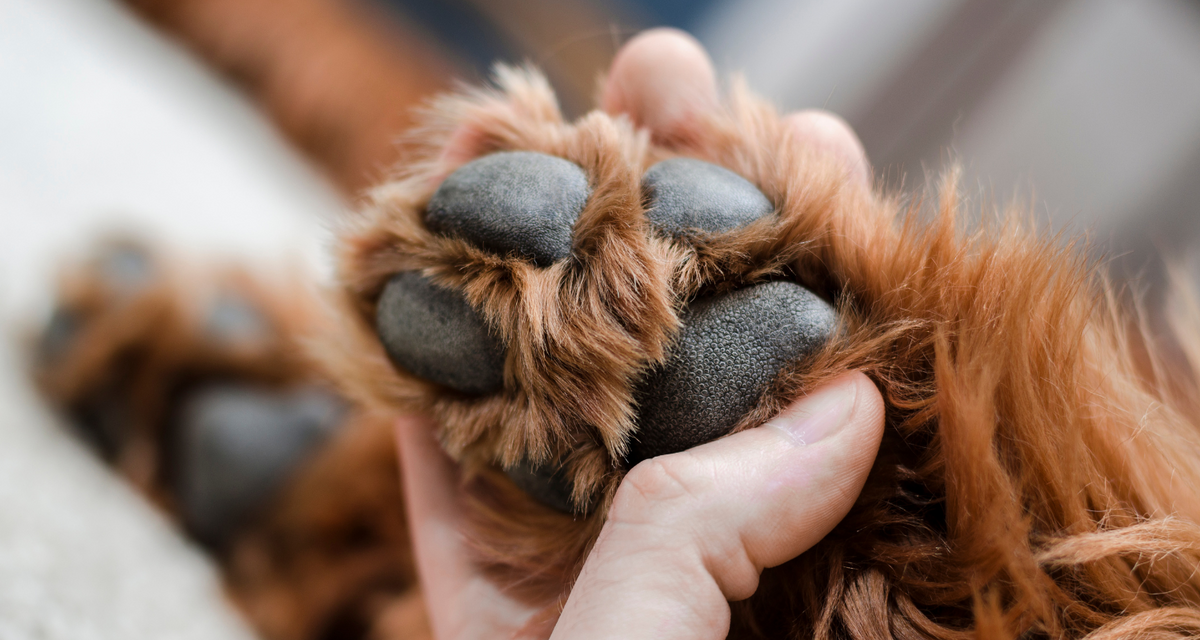 Natural Home Remedies for Itchy Dog Skin