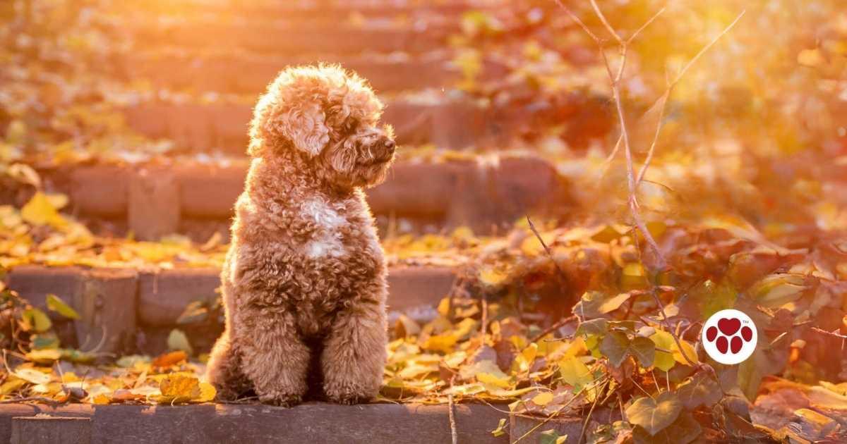 Shops orange poodle