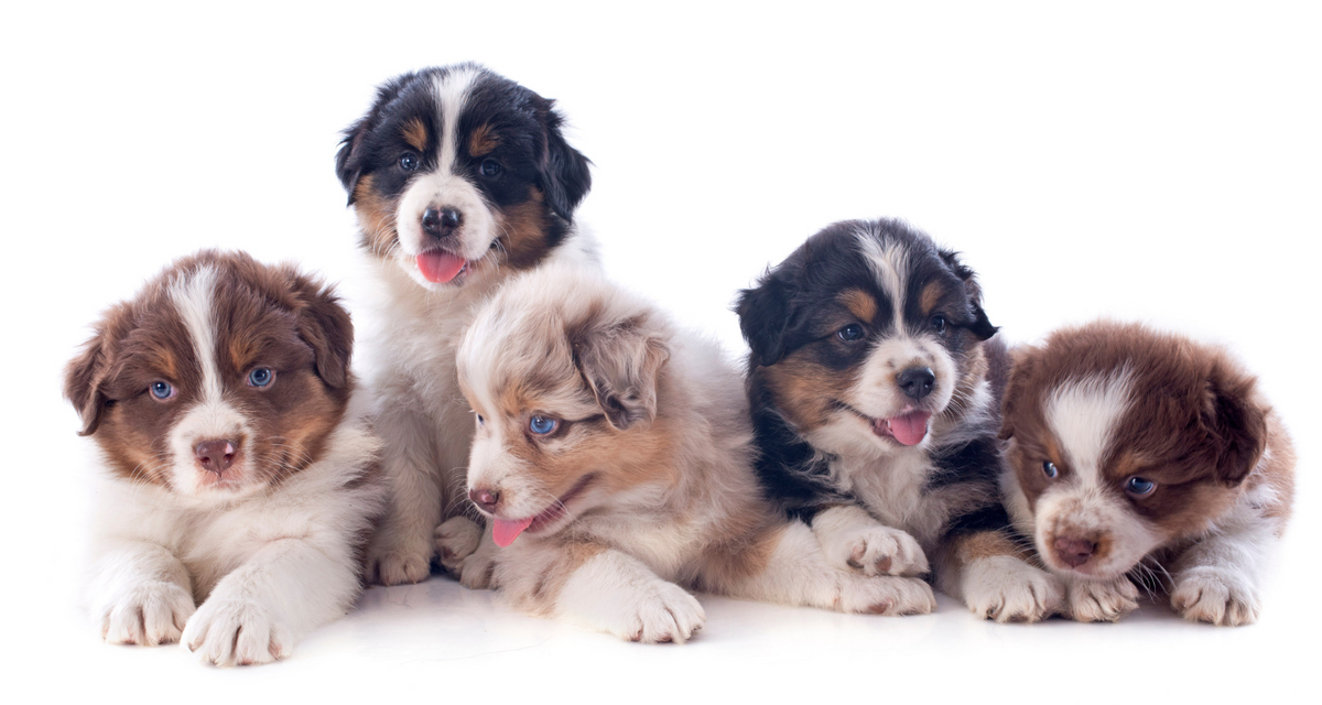 Visual signs of dog labor