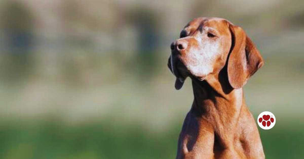 CBD Oil For Dogs - What Dog Owners Must Know Before Buying - Paw Origins
