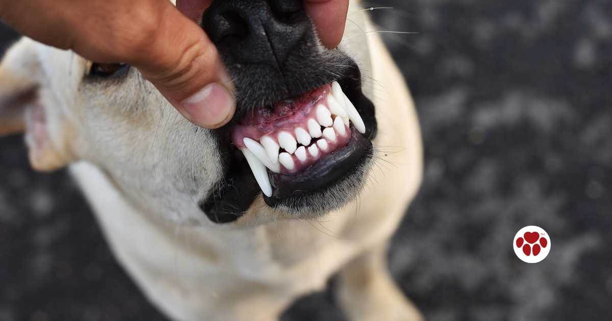 White and healthy dog teeths