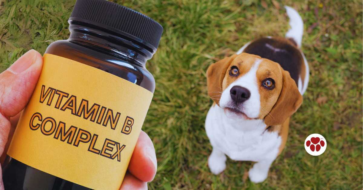 Vitamin B Complex for Dogs Paw Origins