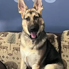 Katherine T.'s German Shepherd