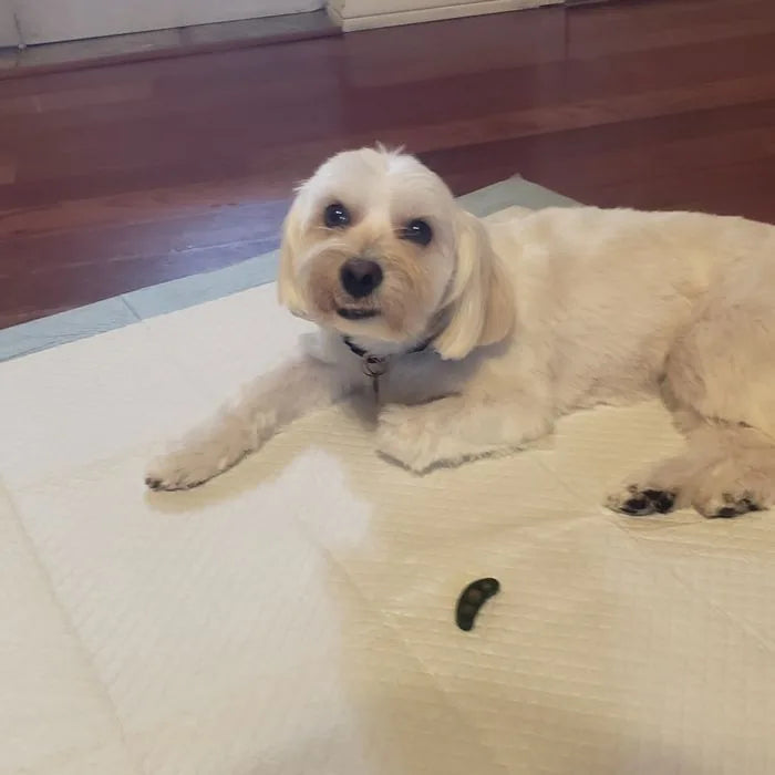 Rachel E.’s dog