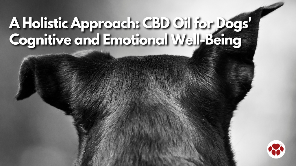 A Holistic Approach: CBD Oil for Dogs' Cognitive and Emotional Well-Being