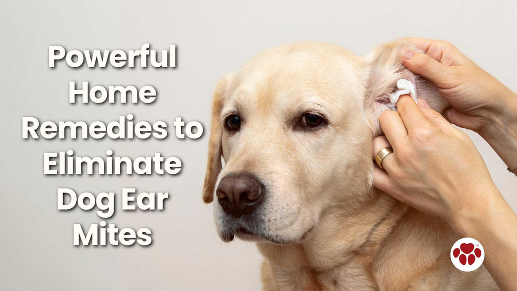 Dog Ear Mites