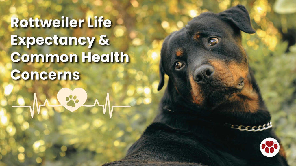 Rottweiler Life Expectancy and Common Health Concerns
