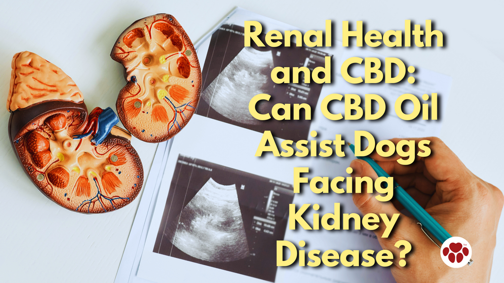 Renal Health and CBD: Can CBD Oil Assist Dogs Facing Kidney Disease?
