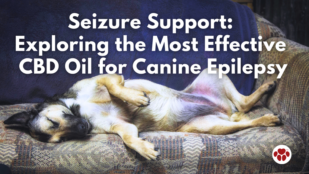 Seizure Support: Exploring the Most Effective CBD Oil for Canine Epilepsy