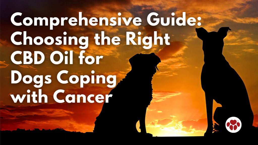 Comprehensive Guide: Choosing the Right CBD Oil for Dogs Coping with Cancer
