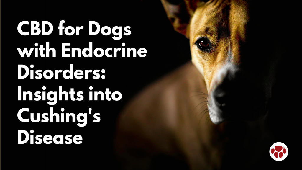 CBD for Dogs with Endocrine Disorders: Insights into Cushing's Disease