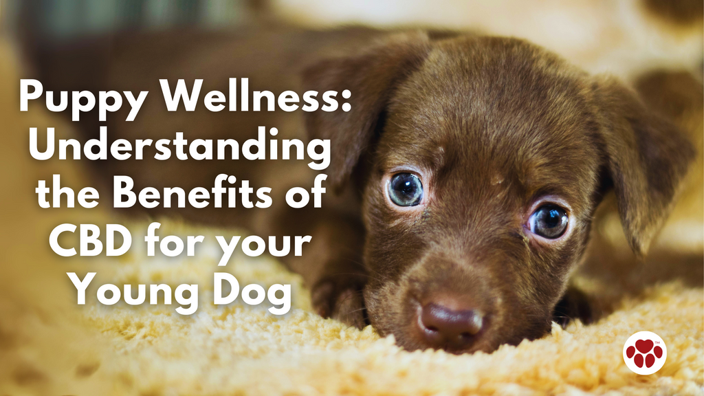 Puppy Wellness: Understanding the Benefits of CBD for Your Young Dog