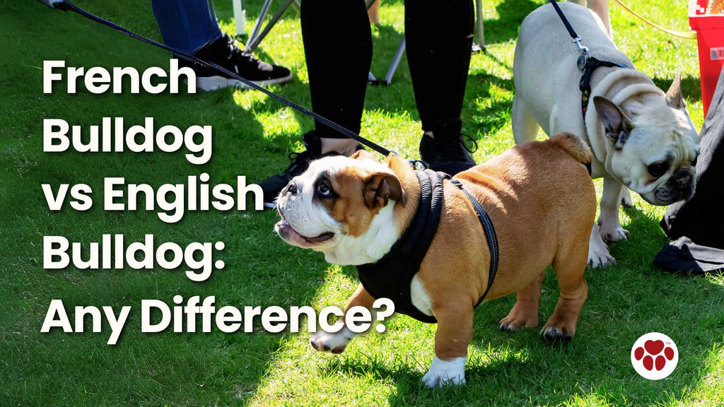 French Bulldog and English Bulldog