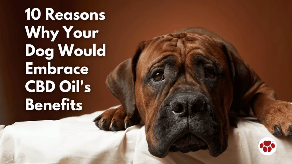 10 Reasons Why Your Dog Would Embrace CBD Oil's Benefits