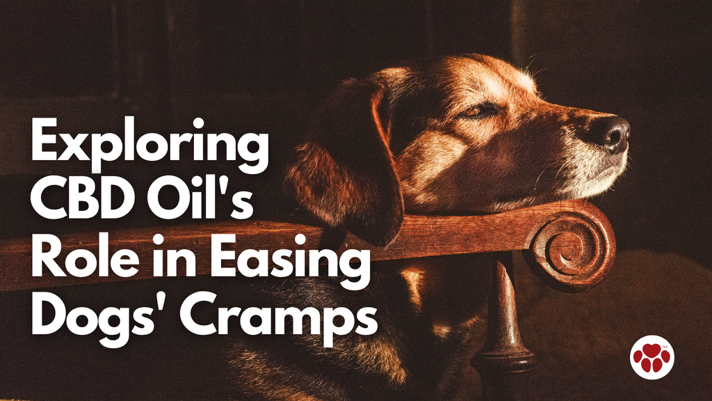 CBD Can Help Your Rescue Dog Feel at Home: A Comprehensive Guide