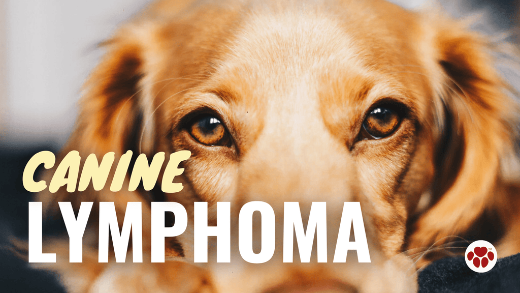 canine lymphoma