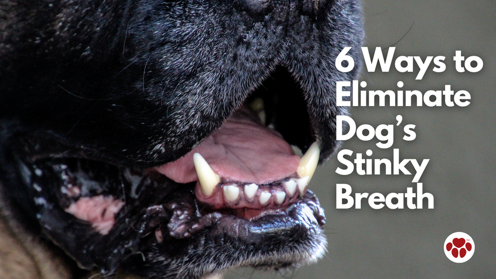 Dog's Stinky Breath