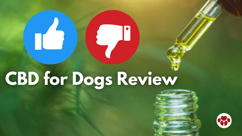 CBD For Dogs Review