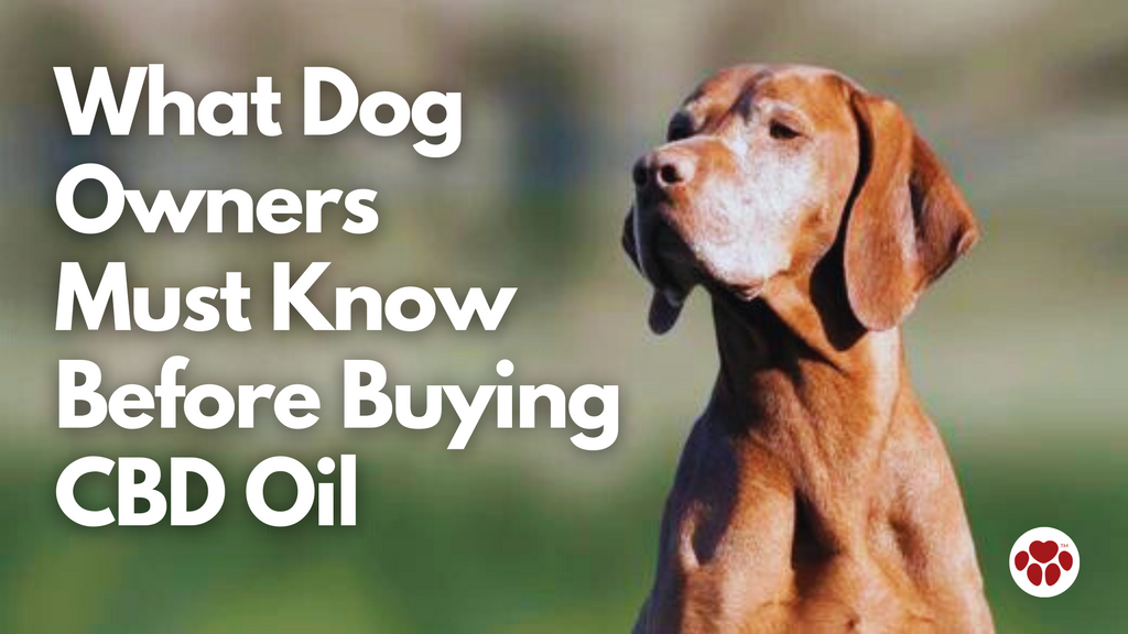 CBD Oil For Dogs - What Dog Owners Must Know Before Buying