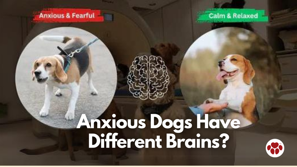 anxious and calm dog