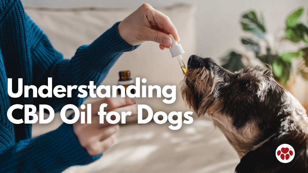 Woman Feeding Dog CBD Oil
