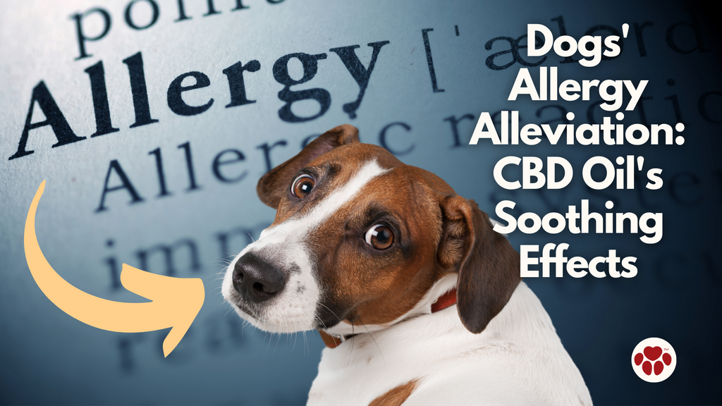 Dogs' Allergy Alleviation: CBD Oil's Soothing Effects