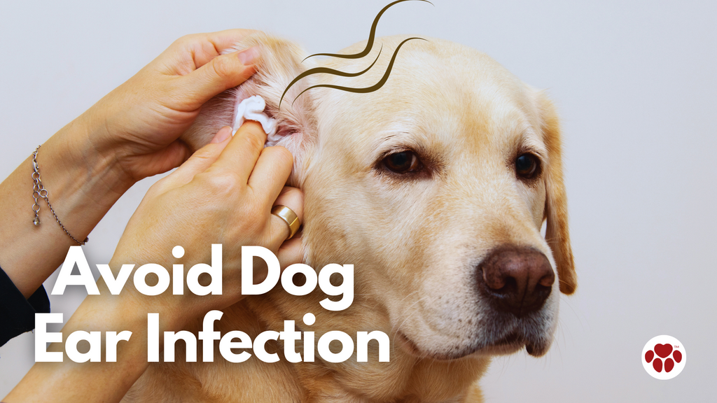 a dog with ear infection