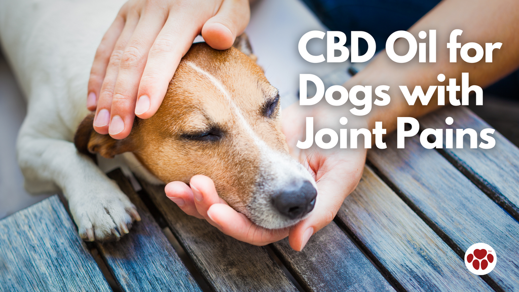 CBD Oil For Dogs With Joint-Pains