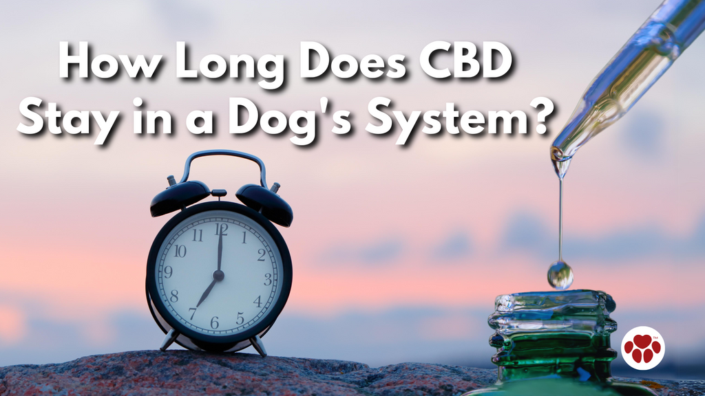 How Long Does CBD Stay in a Dog's System