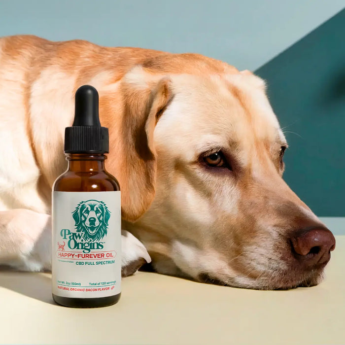 Effective Natural Remedies for Dog Seizures